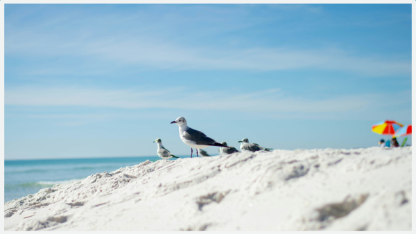 Photo of seagulls in sand on Santa Rosa Beach