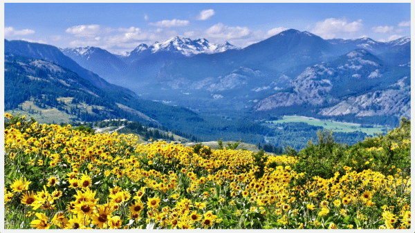 Picture of alpine meadow valley in mountains