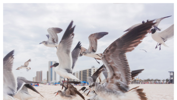 View of group of seagulls on the beach at Gulf Shores