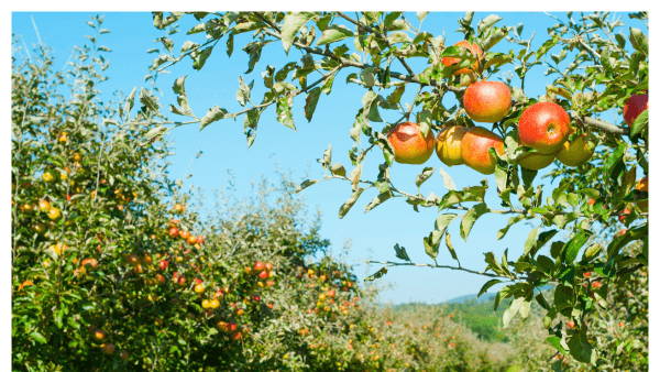 Image of fruiting apple orchard trees in a farm