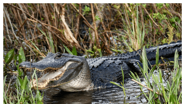 Photo of alligator in Kissimmee