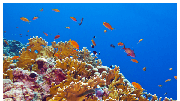 Photo of coral reef in Florida