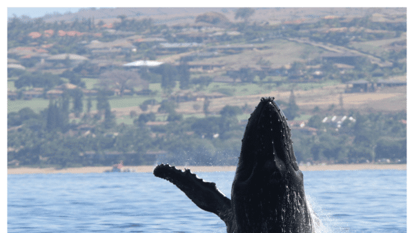 Photo of humpback whale in Maui