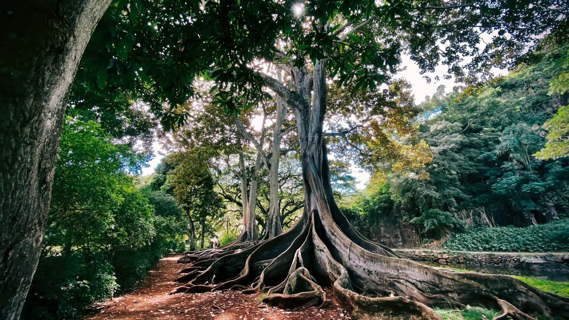 Tall ancient tree with sprawling roots in Koloa