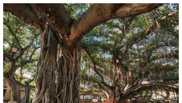 The Banyan Tree in Lahaina