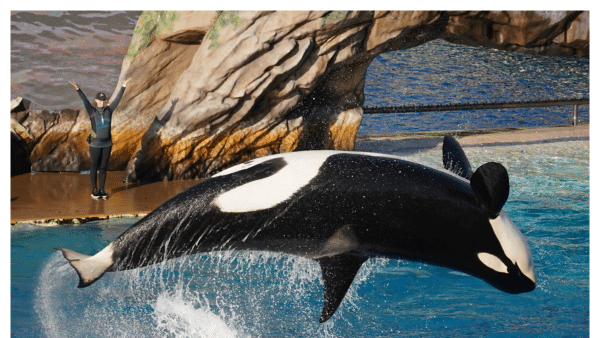 Image of black and white whale jumping out of water at SeaWorld