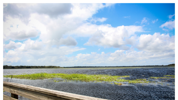 Image of the Myakka River State Park