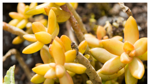 Image of yellow cactus take at Leu Gardens in Orlando