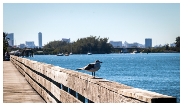 View of Seagull on a pier at Stranahan River near Hollywood, FL