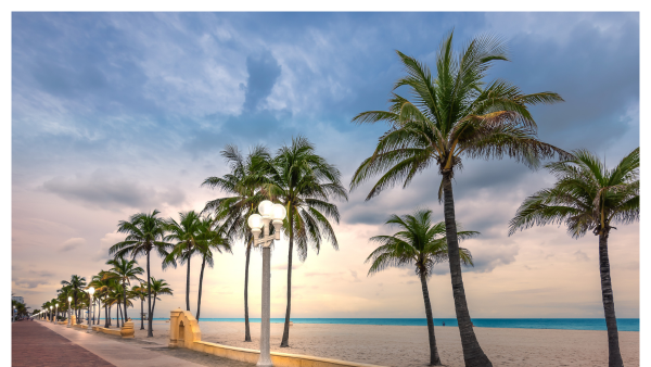 View of coconut palm trees at Hollywood Beach, FL