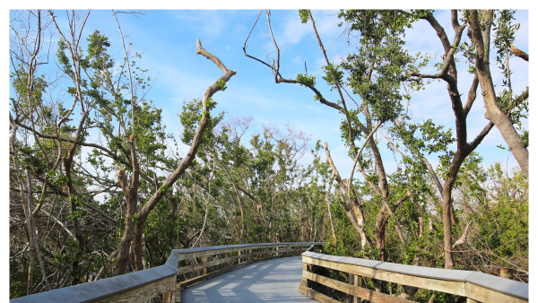 View of walkway to the beach in Naples, FL