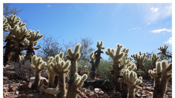 View of cactus in the 98-acre Arizona-Sonora Desert Museum