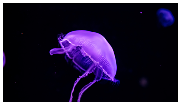 View of illuminated jellyfish in the Atlanta Aquarium