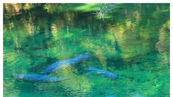 View of manatees swimming at Blue Spring State Park