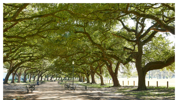 View of the Marvin Taylor Trail at Hermann Park in Houston