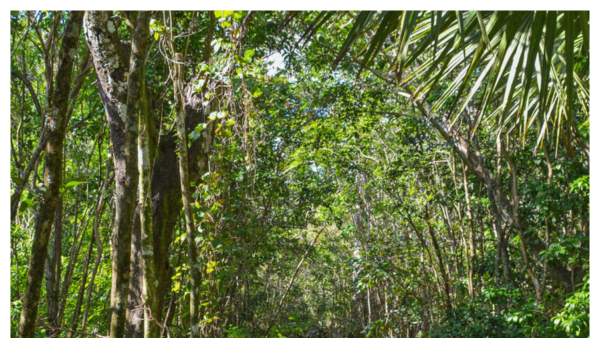 View of the Secret Woods Nature Center with trees and vines in the canopy