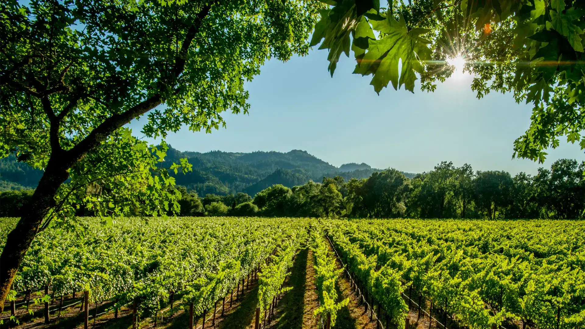 7 Best Times to Visit Napa Valley for a Relaxing Staycation