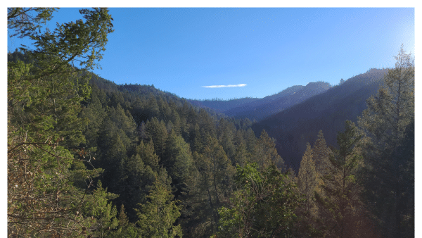 View of a redwood filled canyon in Bothe-Napa Valley State Park