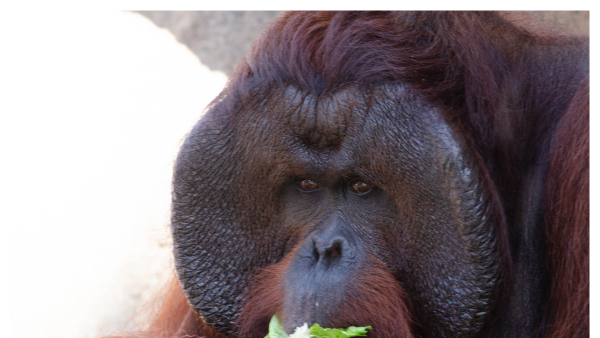 View of an Orangutan eating a leaf at ZooTampa