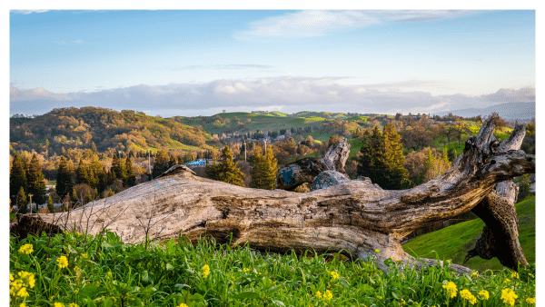 View of fallen old tree and flowers around Mount Diablo State Park