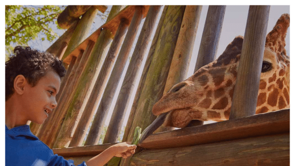 View of kid feeding a giraffe at the Riverbanks Zoo