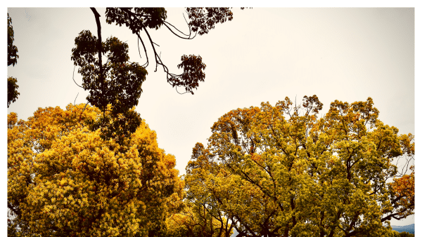 View of some fall trees during the season in Napa Valley, California