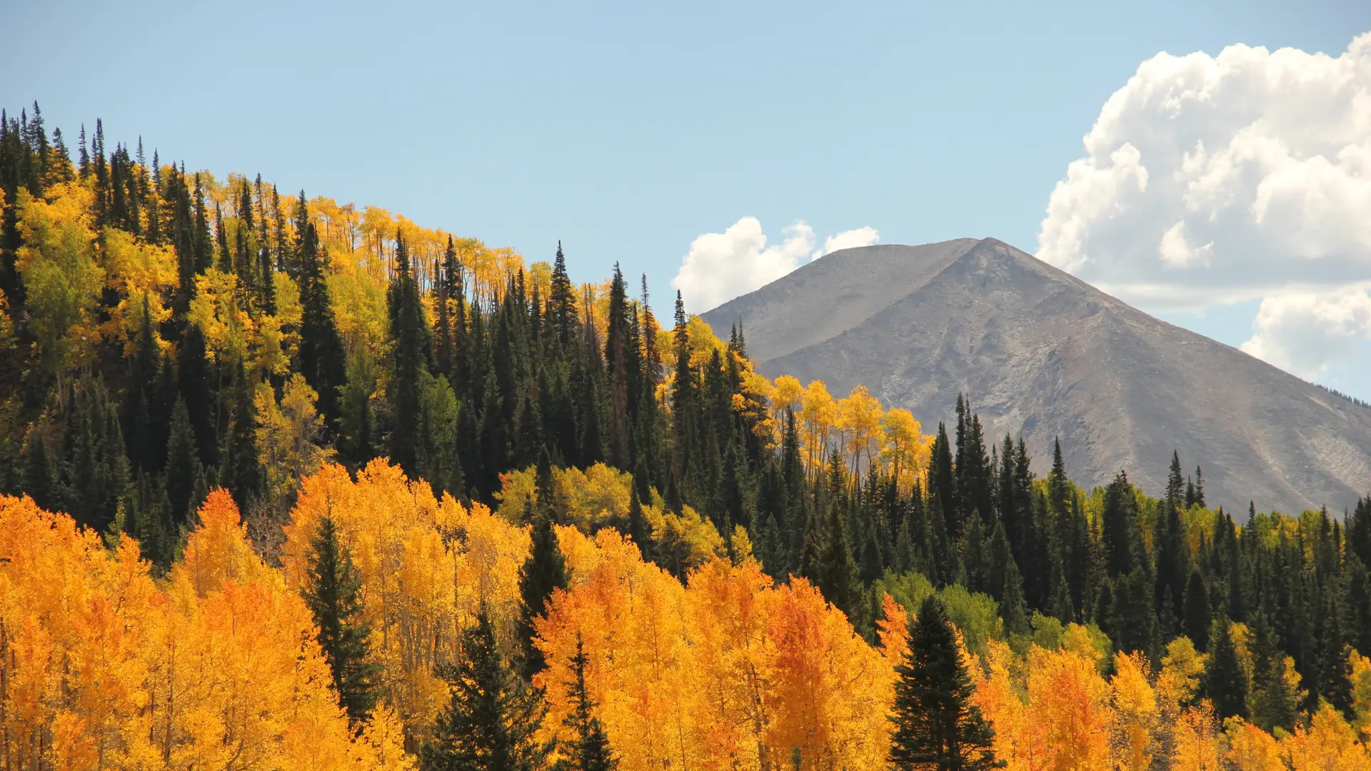 View of Colorado fall trees in the foreground and mountain in the background