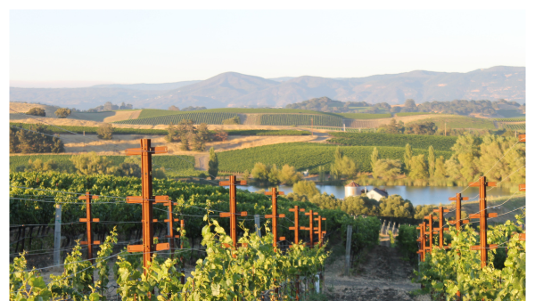 View of Napa Valley with vineyards and a river