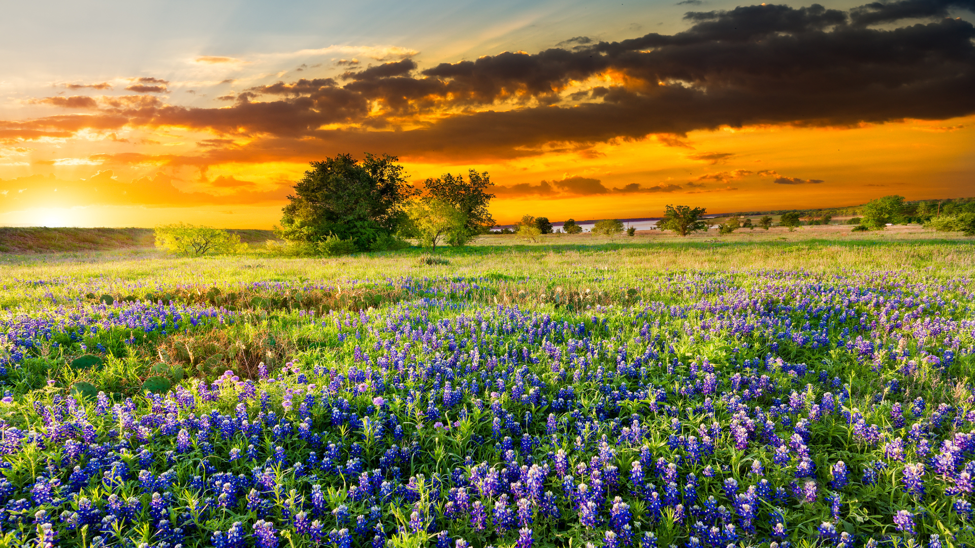 View of Texas wildflowers in a field during sunset