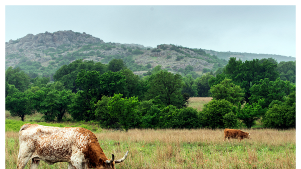 View of cattle grazing in a field near Marble Falls in Texas