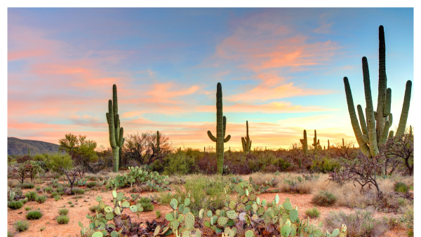 View of different cacti in the Tucson desert