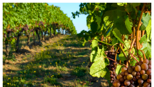 View of rows of wine grapes ready for harvest