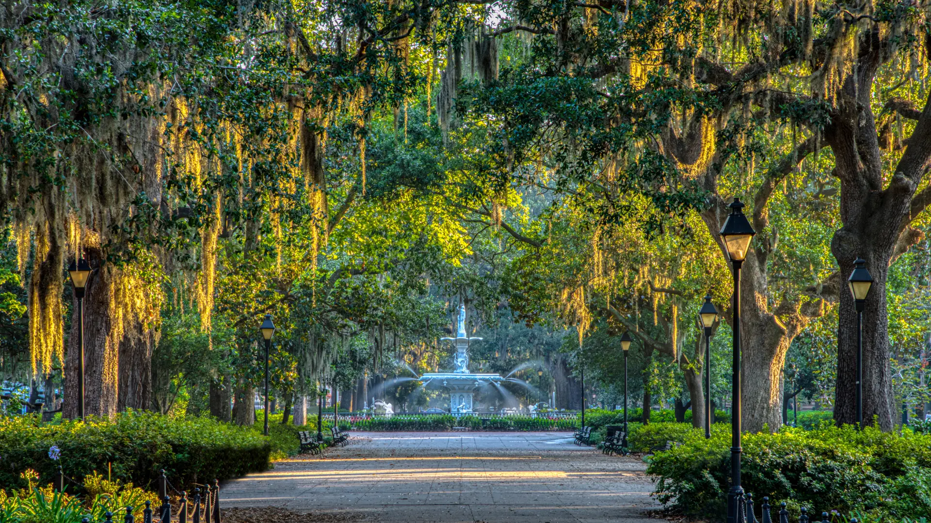 View of spanish moss hanging on trees in a Savannah park