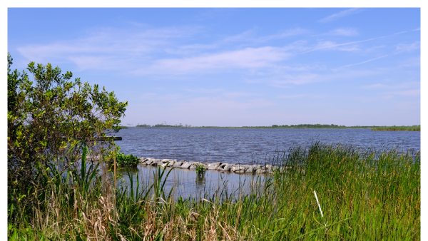 View of the Back Bay National Wildlife Refuge with tall grass and groves